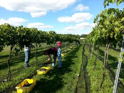a group of people working in a vineyard at Charming Weekend Getaway Located on a Vineyard near Cleveland, Ohio in Berlin Center