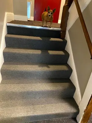 a dog standing on the top of the stairs at Cle Suites 2BR 1BA 5 min Walk to Cle Clinic Unit 4 in Cleveland