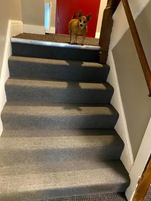 a dog standing on top of the stairs at Cle Suites 2BR 1BA 5 min Walk to Cle Clinic Unit 5 in Cleveland