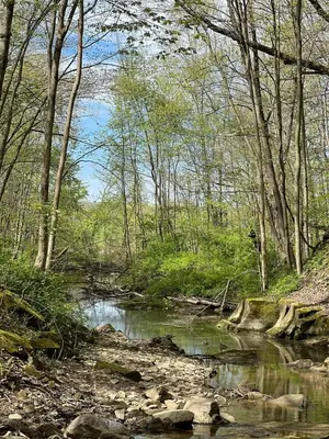 a creek in a wooded area with trees and rocks at Retreat on Lake Milton in Berlin Center
