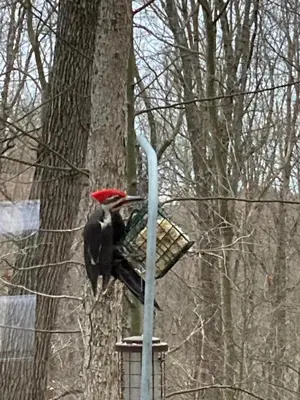 a woodpecker sitting on a pole next to a tree at Trillium Ridge, Hocking Hills Area, 2 Bedroom, 3 Beds in Rockbridge