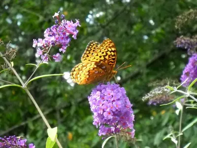 a butterfly is sitting on a purple flower at Peaceful Getaway on a Lovely Farm near Hillsboro, Ohio