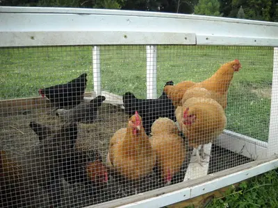 a group of chickens standing in a cage at Peaceful Getaway on a Lovely Farm near Hillsboro, Ohio
