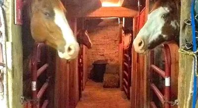 two horses are sticking their heads out of a stable at Stunning Rustic Converted Barn Country Getaway near Wabash, Indiana in Wabash