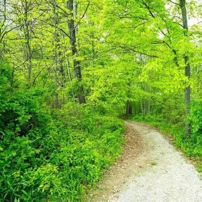 a dirt road through a forest with trees at Hocking Hills Deluxe Safari Glamping Tents in Logan