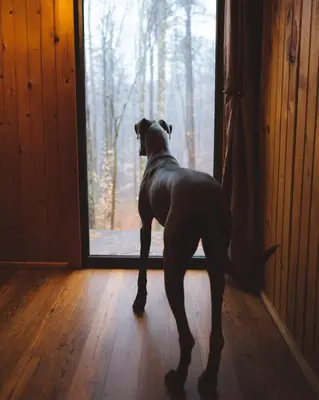 a large dog standing in front of a door at Timber Ridge - by The Chalets in South Bloomingville
