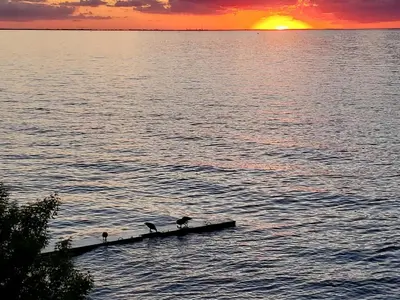 three birds standing on a dock in the water at sunset at Charming Beach Cottage Along Lake Erie near Cleveland, Ohio in Vermilion