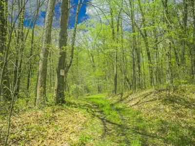 a dirt road in a forest with trees at Magnificent A-Frame Cabin Rental in the Trees close to Hocking Hills State Park, Ohio in Laurelville