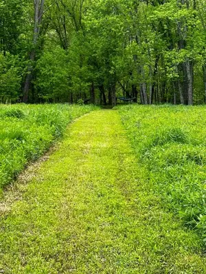 a field of green grass with trees in the background at Wildflower Walk at Three Suns Cabins in Stanton