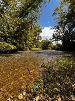 a gravel road with trees on the side of it at River's Edge at Three Suns Cabins in Stanton