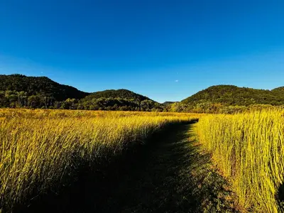 a field of tall grass with mountains in the background at Trail Tamer at Three Suns Cabins in Stanton