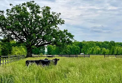 a cow standing in a field with a tree at Cozy Cabin Surrounded by Fields and Woods in Oberlin, Ohio in Oberlin