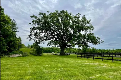 a large tree in a field next to a fence at Cozy Cabin Surrounded by Fields and Woods in Oberlin, Ohio in Oberlin