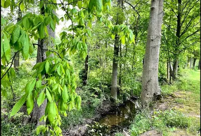 a group of trees and a stream in a forest at Cozy Cabin Surrounded by Fields and Woods in Oberlin, Ohio in Oberlin