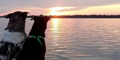 two dogs standing in the water watching the sunset at Secluded Cottage Rental in the Trees by Lake Erie, Ohio in Marblehead