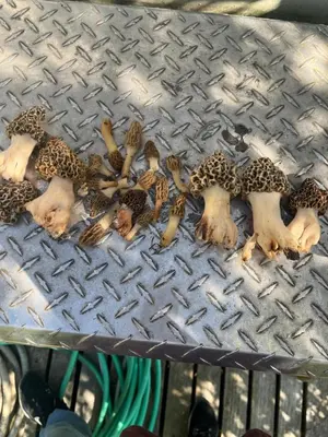 a group of animals laying on a metal grate at Big Spacious Camper in New Lexington