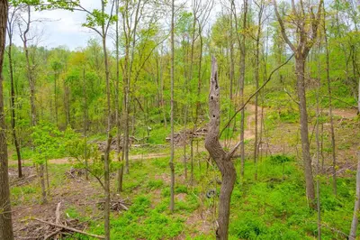 a tree in the middle of a forest at 1 Mi to Mohican River Wooded Retreat with Trails! in Brinkhaven