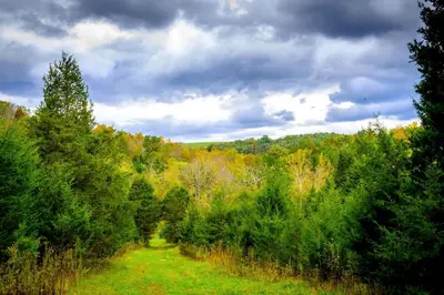 a path through a forest of trees on a cloudy day at Stunning Tree House Tucked Away Among the Trees near Germantown, Kentucky in Germantown