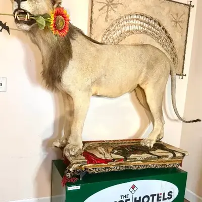 Sleep with a LION! 3 bedroom