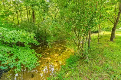 a small stream in a forest with trees and grass at 14 Mi to Kentucky Horse Park Creekside Cabin in Georgetown