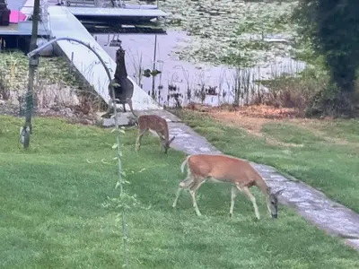 two deer grazing in the grass near a body of water at Whispering Pines Auburn in Auburn