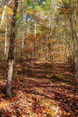 a forest with autumn leaves on the ground at Outdoors Sleeps7 Family Getaway Fun Arcade in Rockbridge