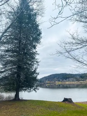 a tree in the grass next to a lake at Blue Heron Cottage with Game Room, Deck & Hot Tub in Logan
