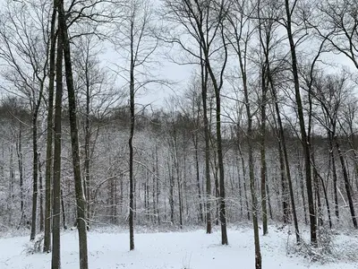 a forest of trees with snow on the ground at Fern Hill Cabin in McArthur