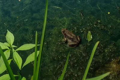 a frog is sitting in the water at Lux Tiny House with Waterfront, Kayaks, Hot Tub, Arcade in Rockbridge