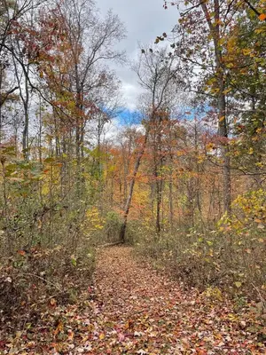 a trail in the woods with leaves on the ground at The Briar House in McArthur