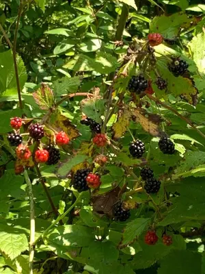 a bunch of blackberries and red berries on a plant at The Briar House in McArthur
