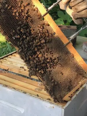 a swarm of bees on a beehive at The Honey Hut Think of On Golden Pond in Mount Sterling
