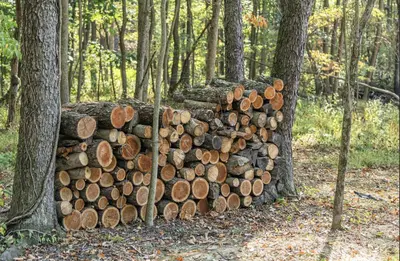 a pile of logs sitting next to a tree at Tranquility Cove in Dover