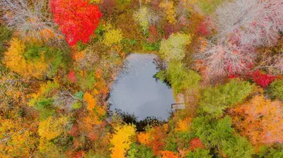 an aerial view of a pond in a forest of trees at The 312 House - A Boho Retreat- Hocking Hills in Logan