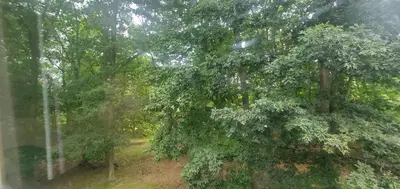 a view of a forest with a large tree at Cottage in the Woods in Washington