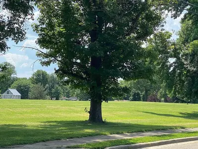 a tree in the middle of a green field at Glendale Cozy Gem 2b 1b queen,twin, trundle,sofa in Cincinnati