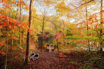 a park with a bench in the middle of a forest at Waterfront A Frame with Dock Canoe Kayaks Family in Rockbridge