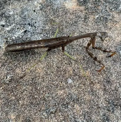 a brown insect sitting on the ground at WiFi & Pets - Alice Rocks - Cave Run Lake & RRG KY in Frenchburg