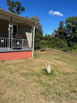 a bird standing in the grass in front of a house at Marina house