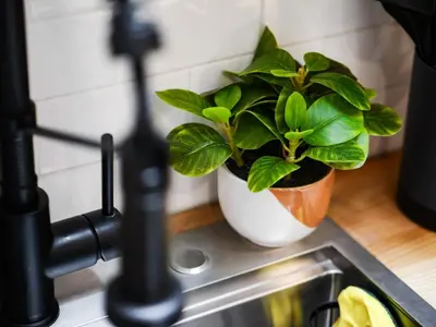 a plant sitting on top of a kitchen sink at The Brick Treasury Loft in Cleveland