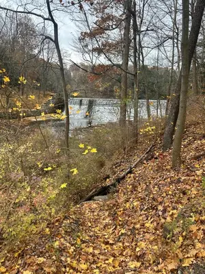 a river with trees and leaves on the ground at Gem In The Heart of Mill Creek in Youngstown