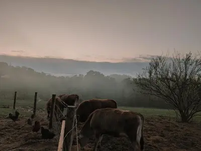 a group of cows and chickens in a field at The Primrose in Logan