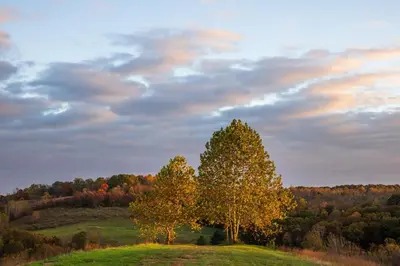 a tree on top of a grassy field at The Ffern in Logan