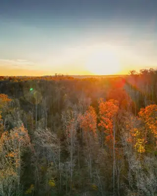 an aerial view of a forest in the fall at The Mirage Escape in New Plymouth