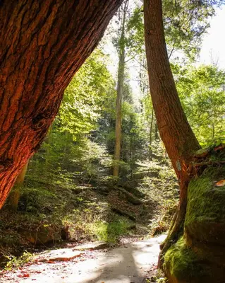 a dirt trail in a wooded area with trees at The Mirage Escape in New Plymouth