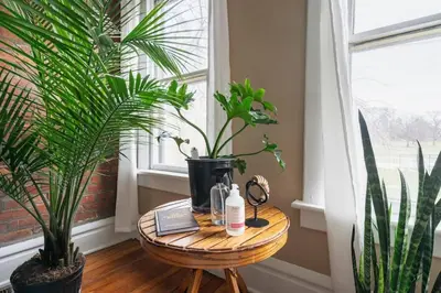 a table with plants on it next to a window at Jungle Book by Jungle House Walkable to High Street Downtown & Short North Near Nationwide Arena OSU & Convention Center Free Parking 5 800 Reviews in Columbus