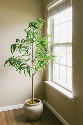 a plant in a white pot sitting next to a window at 