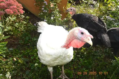 two birds are standing next to each other at Secluded one room house on 235 acres in Salem