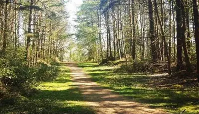 a dirt road in the middle of a forest at Peaceful Cozy 2BR OASIS in Dayton