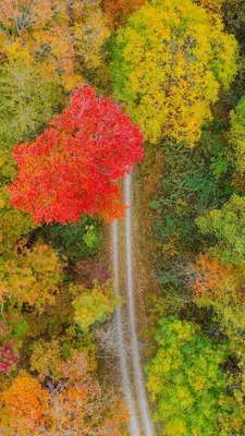 an overhead view of a road with a red tree at The 312 House| A Boho Retreat| Hocking Hills in Logan